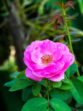 Damask Gülü 'nün Pembe Çiçeği. (Rosa Damascena)