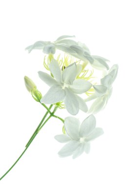 Beyaz arka plan üzerinde beyaz Yasemin çiçeği izole, yakın çekim.