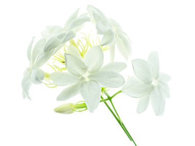 Beyaz arka plan üzerinde beyaz Yasemin çiçeği izole, yakın çekim.