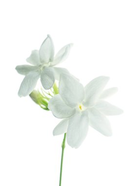 Beyaz arka plan üzerinde beyaz Yasemin çiçeği izole, yakın çekim.