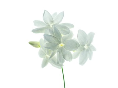 Beyaz arka plan üzerinde beyaz Yasemin çiçeği izole, yakın çekim.