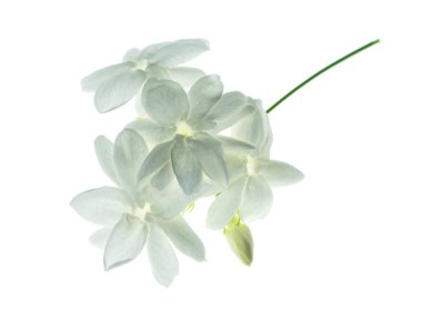 Beyaz arka plan üzerinde beyaz Yasemin çiçeği izole, yakın çekim.