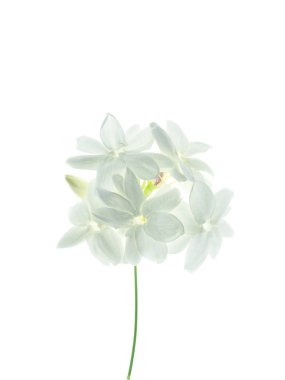 Beyaz arka plan üzerinde beyaz Yasemin çiçeği izole, yakın çekim.