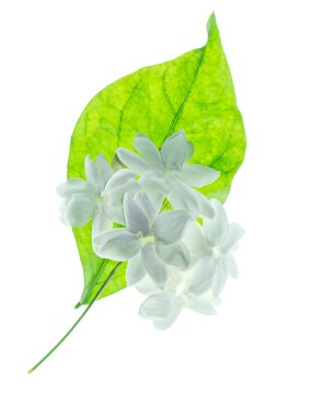 Beyaz arka plan üzerinde beyaz Yasemin çiçeği izole, yakın çekim.