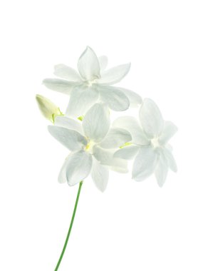 Beyaz arka plan üzerinde beyaz Yasemin çiçeği izole, yakın çekim.