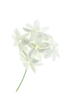 Beyaz arka plan üzerinde beyaz Yasemin çiçeği izole, yakın çekim.