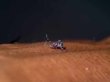 Sivrisinekler kan ciltte emen.