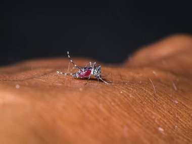 Sivrisinekler kan ciltte emen.