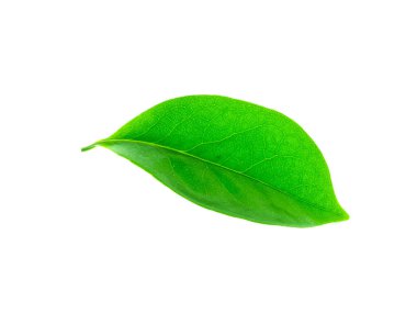 Beyaz arka plan üzerinde Bhandari yaprak (Artabotrys siamensis) yakından.