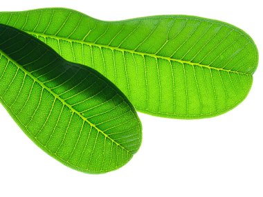 Frangipani yaprak (Plumeria) beyaz arka plan üzerinde Kapat