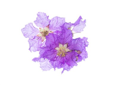 Kraliçe'nin çiçek (Lagerstroemia speciosa) beyaz arka plan üzerinde Kapat.