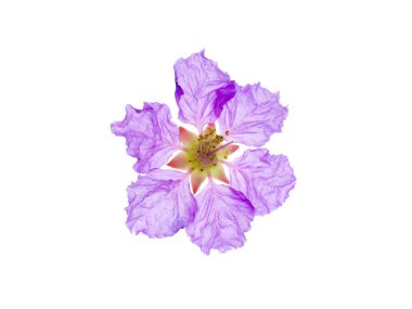 Kraliçe'nin çiçek (Lagerstroemia speciosa) beyaz arka plan üzerinde Kapat.