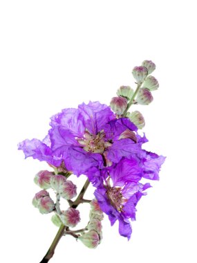 Kraliçe'nin çiçek (Lagerstroemia speciosa) beyaz arka plan üzerinde Kapat.