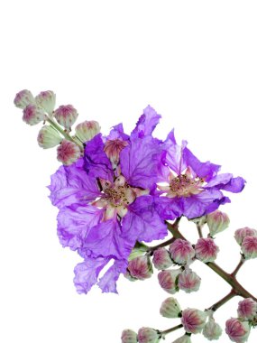 Kraliçe'nin çiçek (Lagerstroemia speciosa) beyaz arka plan üzerinde Kapat.