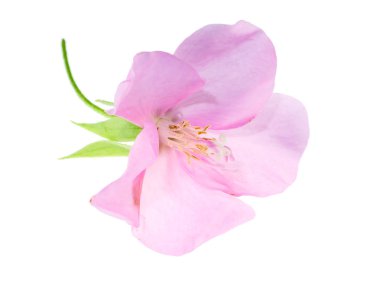 Pembe Dombeya çiçek beyaz arka plan üzerinde kapatın.