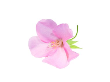 Pembe Dombeya çiçek beyaz arka plan üzerinde kapatın.