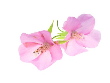 Pembe Dombeya çiçek beyaz arka plan üzerinde kapatın.