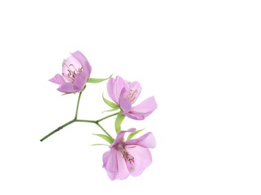 Pembe Dombeya çiçek kopya alanı beyaz zemin üzerine kapatın.