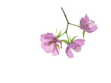 Pembe Dombeya çiçek kopya alanı beyaz zemin üzerine kapatın.