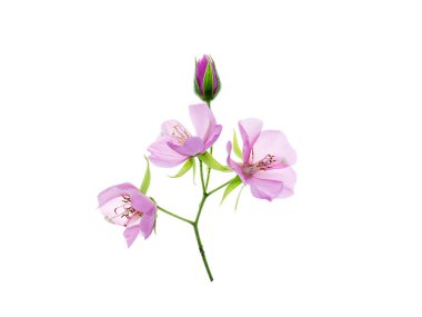 Pembe Dombeya çiçek beyaz arka plan üzerinde kapatın.