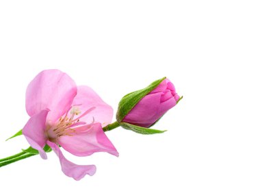 Pembe Dombeya çiçek beyaz arka plan üzerinde kapatın.