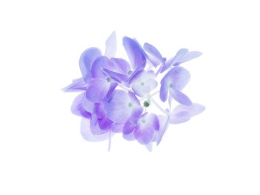 Yumuşak pembe Hydrengea çiçek beyaz arka plan üzerinde kapatın