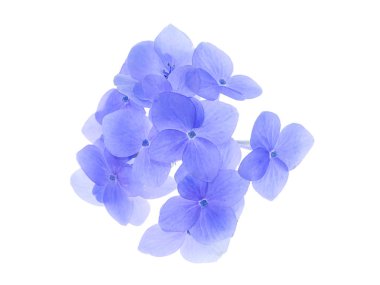 Beyaz zemin üzerine mavi Hydrengea çiçek kadar kapatın