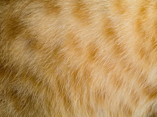 Közelről Narancs Macska Szőr Háttér — Stock Fotó
