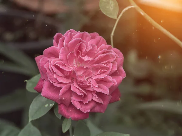 Damask Rose Flower Rosa Damascena Vintage Color Floating Light — Stock Photo, Image