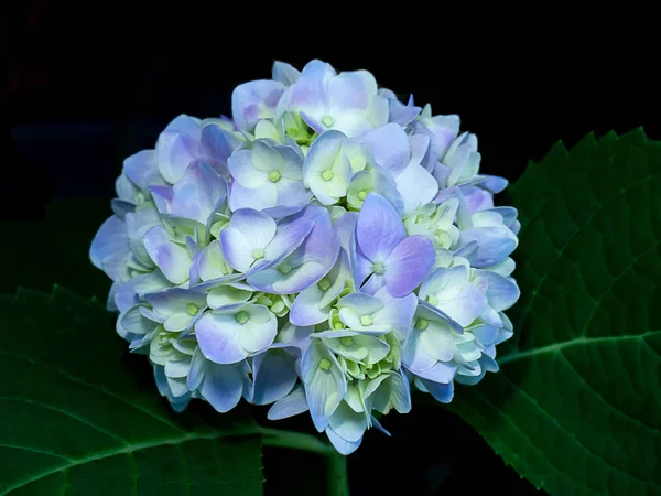 Close Blue White Hydrengea Flower — Stock Photo, Image