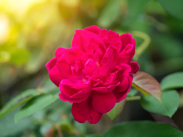 Rosa Oscuro Damasco Rosa Flor Rosa Damascena Con Luz Solar —  Fotos de Stock