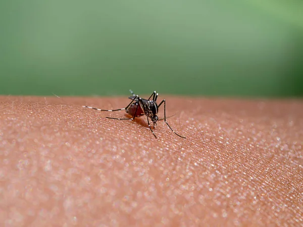 Mosquitoes Sucking Blood Skin — Stock Photo, Image
