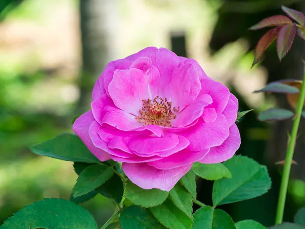 Pink Damask Rose Flower Rosa Damascena — Stock fotografie