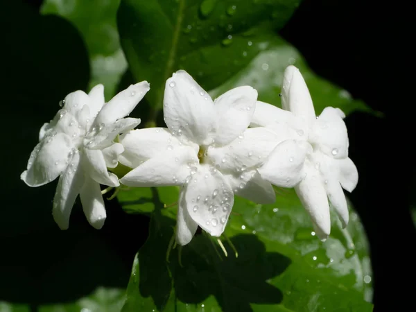 Close Van Witte Jasmijn Bloem Donkere Achtergrond Met Licht — Stockfoto