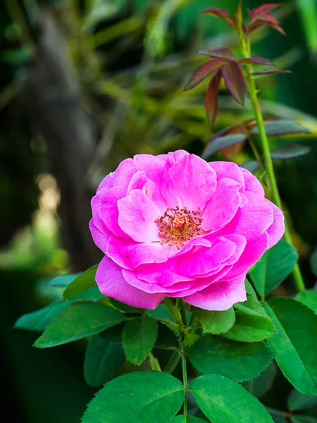 Rosa Damast Rose Blomma Rosa Damascena — Stockfoto