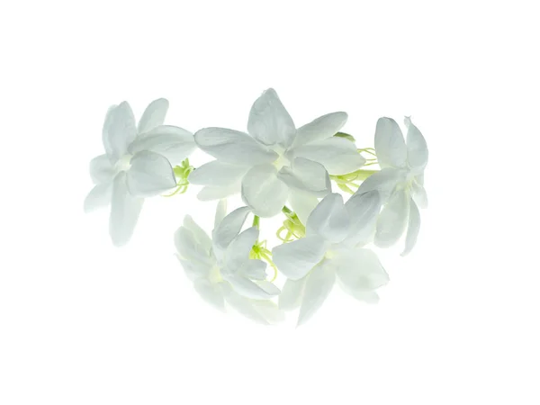 白い背景に白いジャスミンの花分離のクローズ アップ — ストック写真