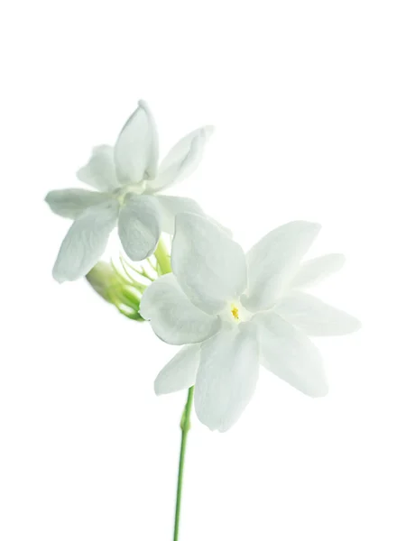 Zbliżenie Biały Kwiat Jaśminu Izolat Białym Tle — Zdjęcie stockowe