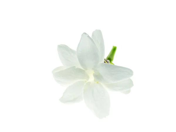 Close Jasmim Branco Flor Isolada Sobre Fundo Branco — Fotografia de Stock