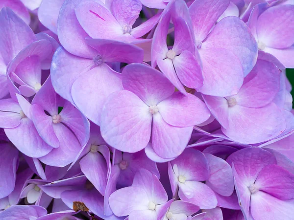 バイオレット Hydrengea 花を閉じる — ストック写真