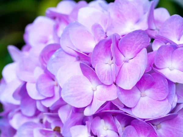 Nahaufnahme Violette Hydrengea Blume — Stockfoto