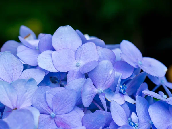 Mavi Hydrengea çiçek kadar kapatın.