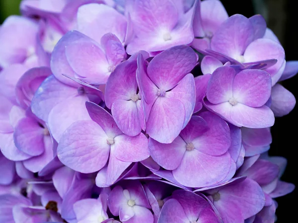 Close Violet Hydrengea Flower — Stock Photo, Image