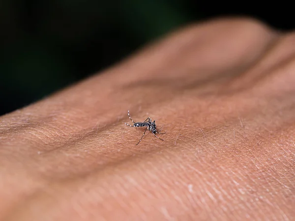 Mosquitos Estão Sugando Sangue Pele — Fotografia de Stock