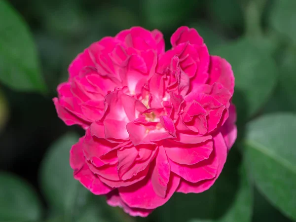 Σκούρο Ροζ Damask Αυξήθηκε Λουλούδι Rosa Damascena — Φωτογραφία Αρχείου