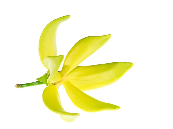 Zbliżenie Kwiatów Bhandari Artabotrys Siamensis Białym Tle — Zdjęcie stockowe