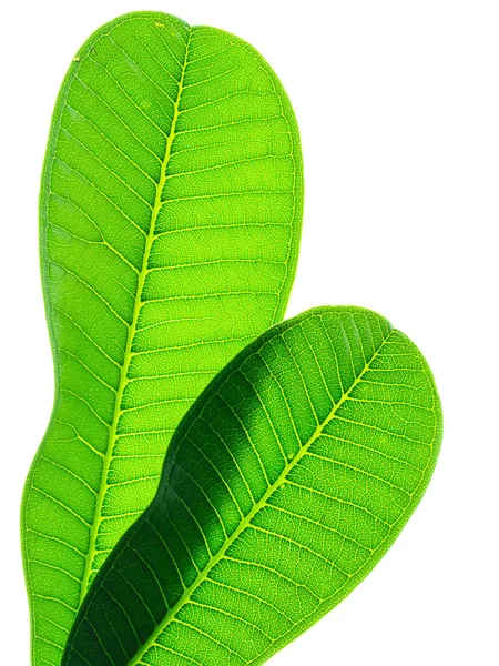 Close Frangipani Leaf Plumeria White Background — Stock Photo, Image