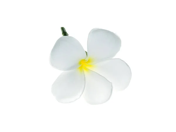 Close White Yellow Frangipani Flower Plumeria White Background — Stock Photo, Image