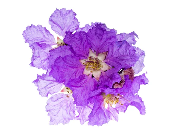 Kraliçe'nin çiçek (Lagerstroemia speciosa) beyaz arka plan üzerinde Kapat.