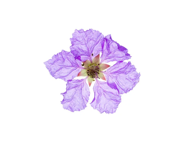 Zblízka Královny Květin Lagerstroemia Speciosa Bílém Pozadí — Stock fotografie