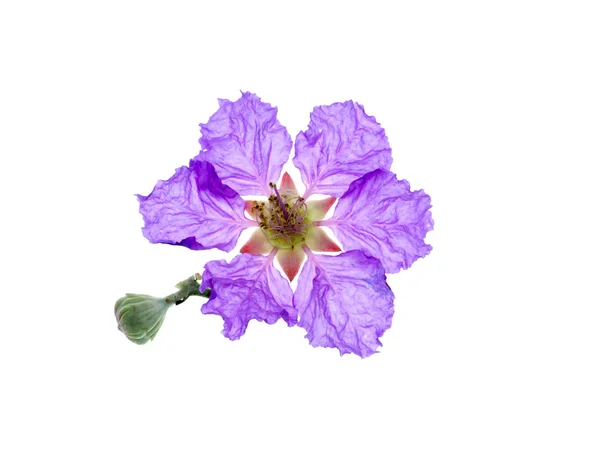 Kraliçe Nin Çiçek Lagerstroemia Speciosa Beyaz Arka Plan Üzerinde Kapat — Stok fotoğraf